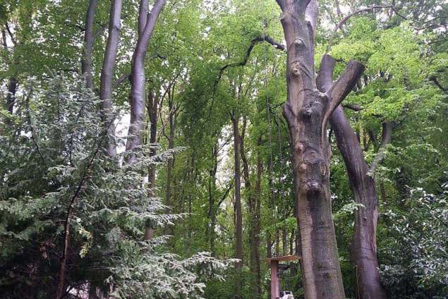 Bomen kappen vellen in Alphen en Chaam
